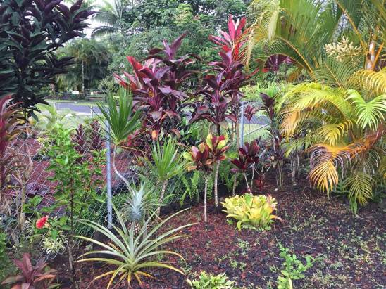 garden with pineapple